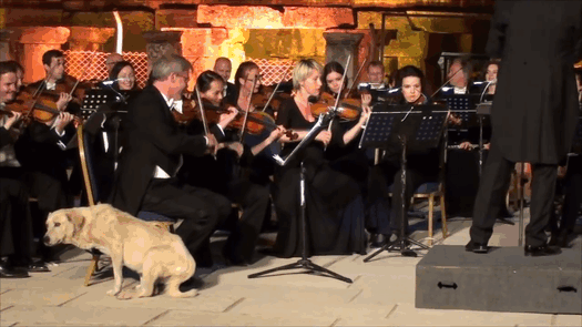 This Vienna Chamber Orchestra Got The Most Unexpected VIP-Guest