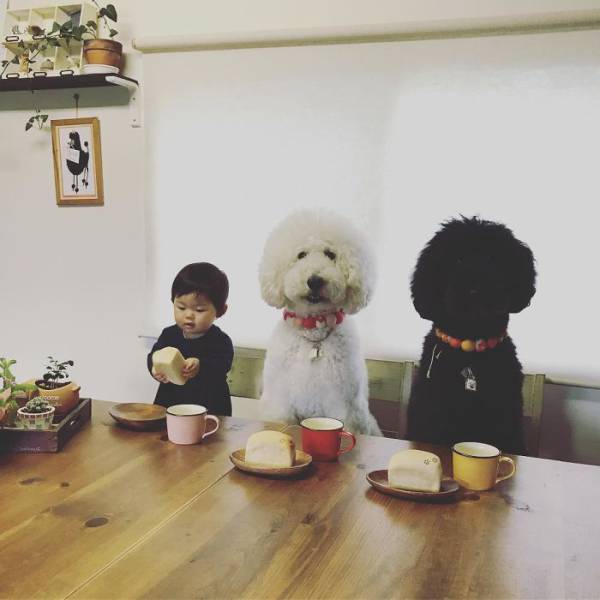 This One-Year-Old Girl And Her Giant Poodle Are The Ultimate Friendship Goal!
