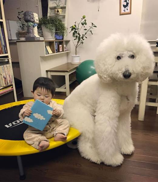 This One-Year-Old Girl And Her Giant Poodle Are The Ultimate Friendship Goal!