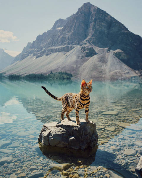 This Kitty Has Traveled More Than You Have!