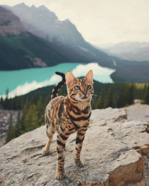 This Kitty Has Traveled More Than You Have!