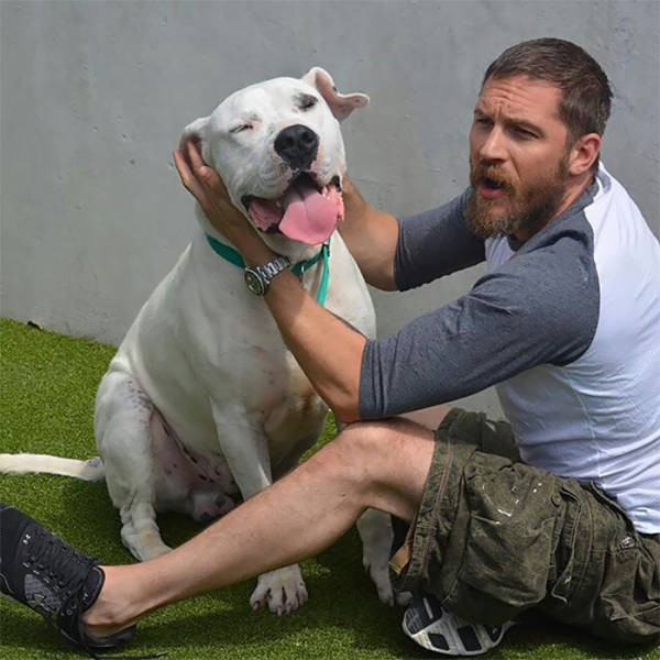 Tom Hardy Knows How To Melt Hearts All Over The Internet