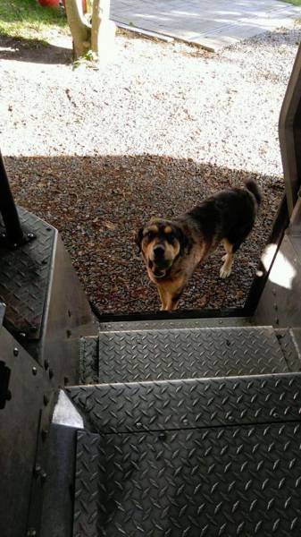 UPS Drivers Meet Lots Of Adorable Dogs And Internet Absolutely Loves The Photos