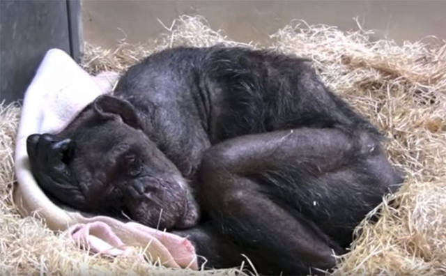 The Only Human This 59-Year-Old Chimpanzee Wanted To See Was Her Old Caretaker Who Finally Came To See Her