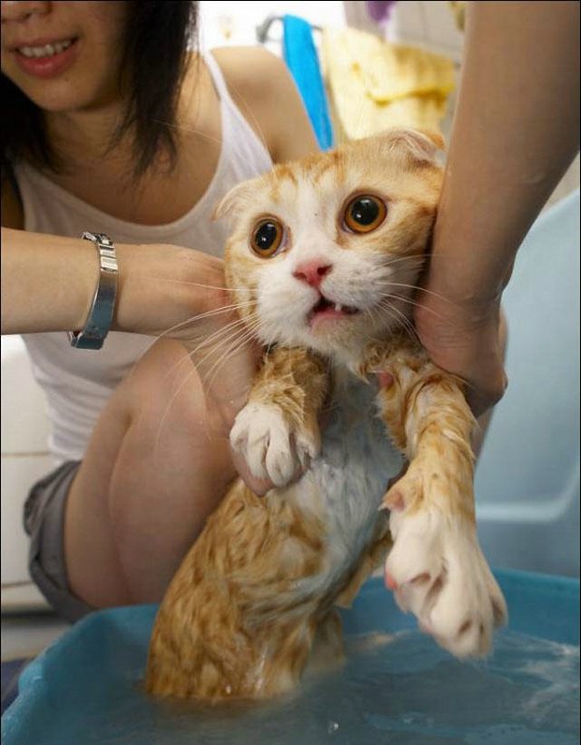 Cat’s worst nightmare (15 photos)