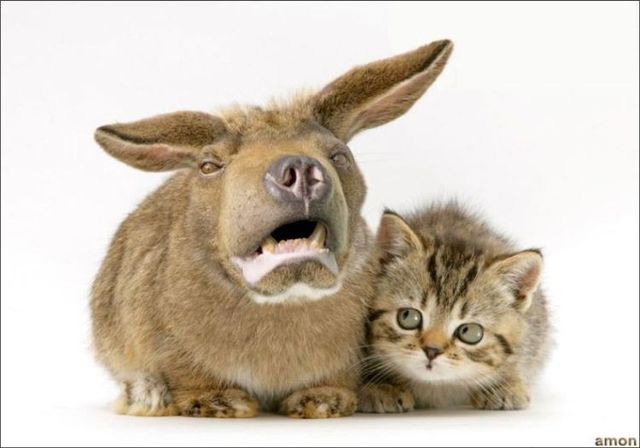 animals_100.jpg
