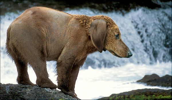 animals_101.jpg