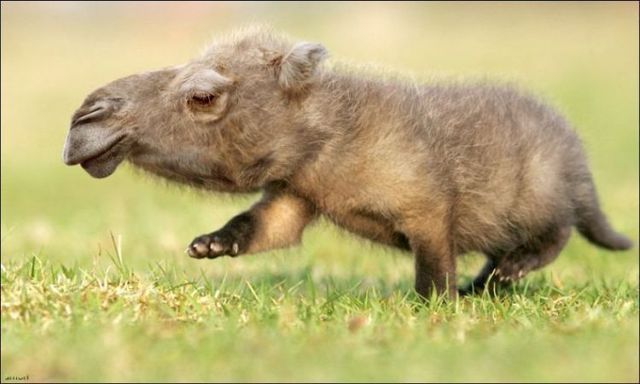 animals_102.jpg