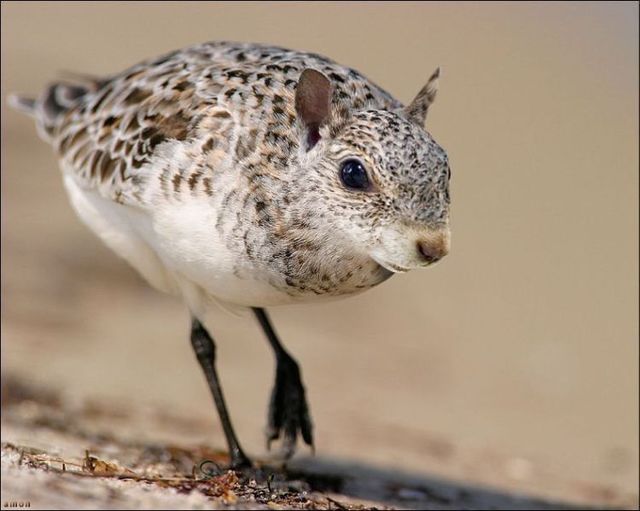 animals_103.jpg