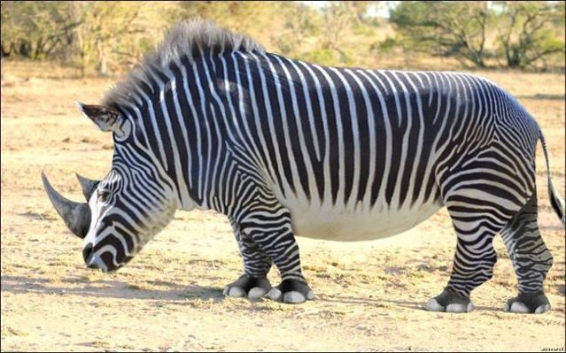animals_104.jpg