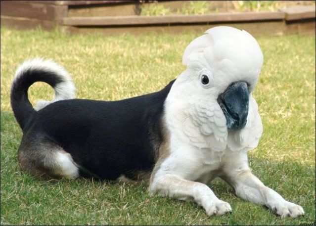 animals_106.jpg