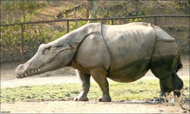animals_107.jpg