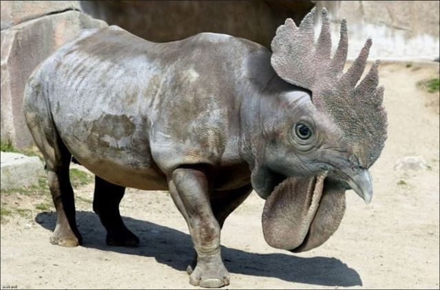 animals_108.jpg