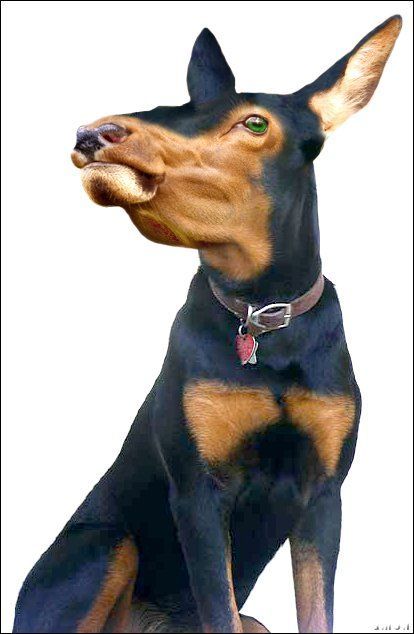 animals_109.jpg