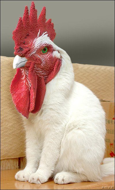 animals_110.jpg