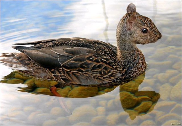 animals_111.jpg