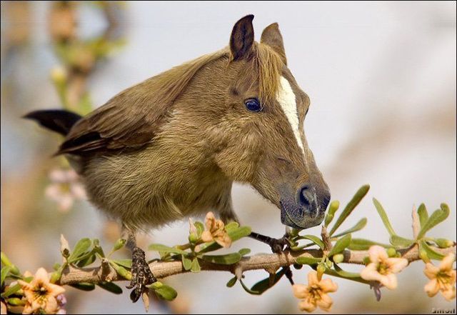 animals_112.jpg