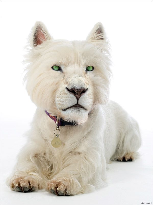 animals_113.jpg