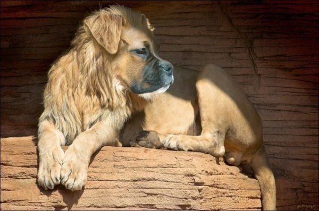 animals_114.jpg