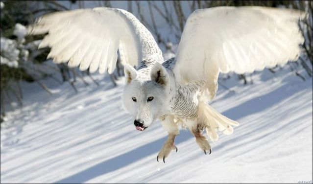 animals_115.jpg