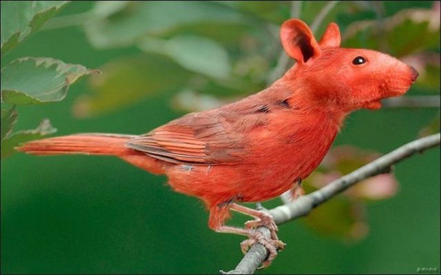 animals_116.jpg