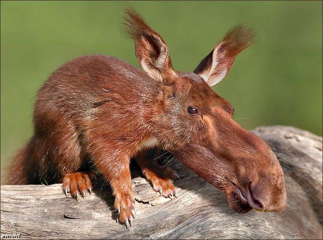 animals_98.jpg