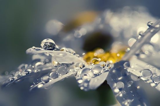 Photos with water drops. Beautiful (20 photos)