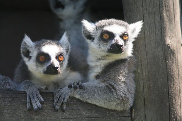 Lemurs (27 photos)