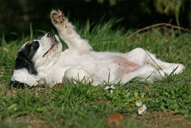 Funny Dogs (29 photos)