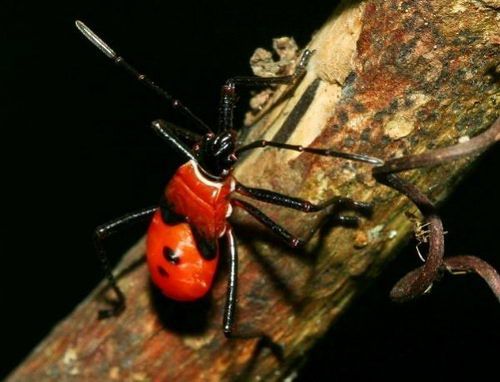7 Incredible Bugs with Human Faces (7 photos)