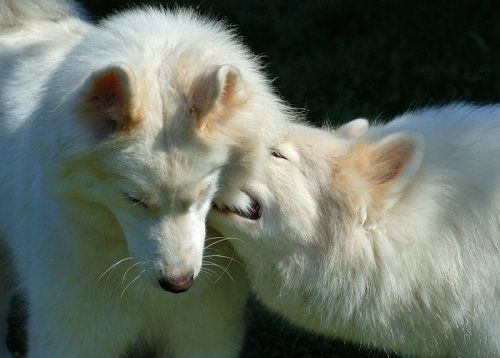 Dogs in love (6 photos)