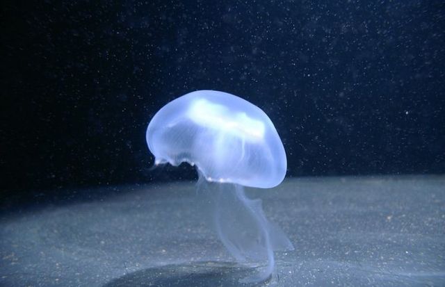 Beautiful pictures with jellyfish (8 photos)