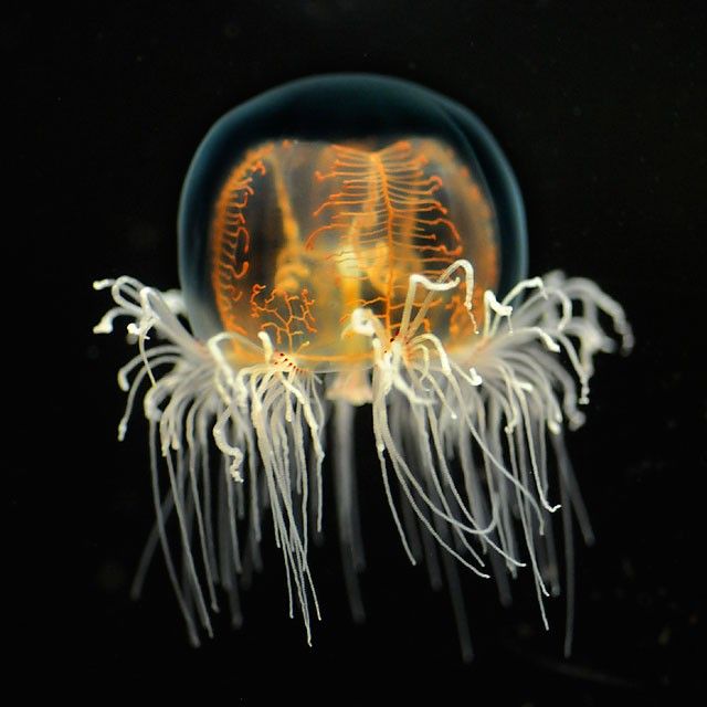 Beautiful pictures with jellyfish (8 photos)