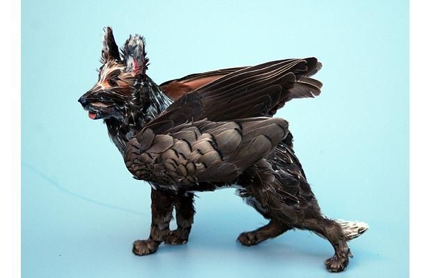Dogs may fly: the artwork of Emily Valentine Bullock (8 photos)