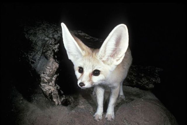 The Fennec Fox, very cute  (25 photos)