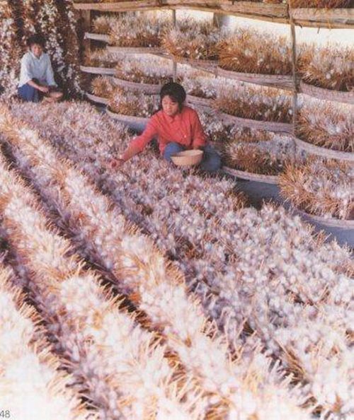 How do they produce silk (13 photos)