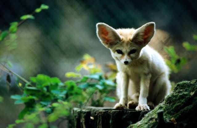 The Fennec Fox, very cute (25 photos) - Izismile.com