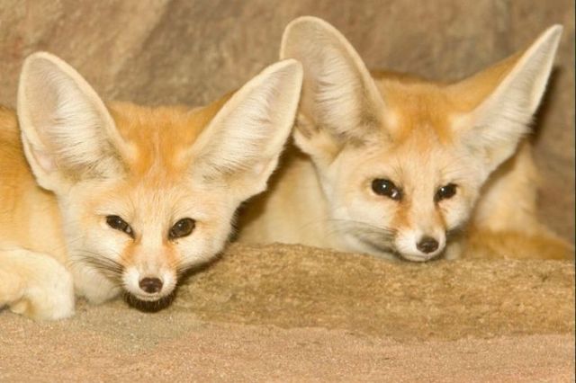 The Fennec Fox, very cute (25 photos) The Fennec Fox, very cute (25 photos)
