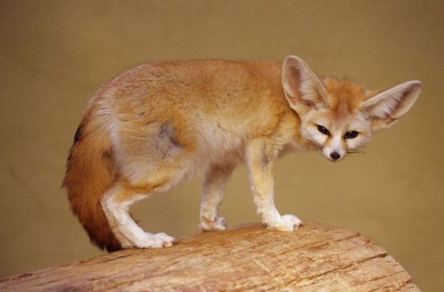 The Fennec Fox, very cute (25 photos) - Izismile.com