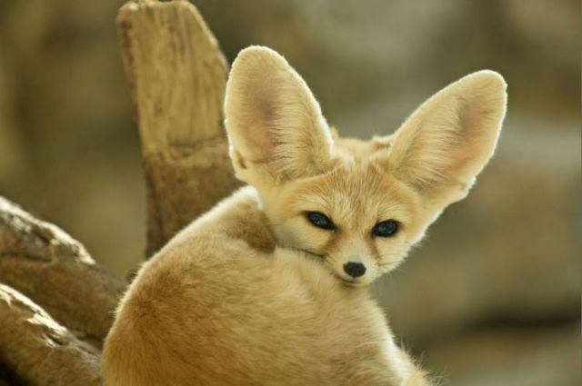 The Fennec Fox, very cute (25 photos) - Izismile.com