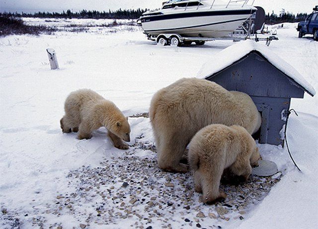 Let’s go to the Arctic (22 photos)