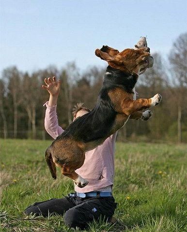 Funny dogs (20 photos)