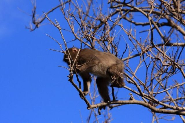 A jump of a monkey (3 photos)