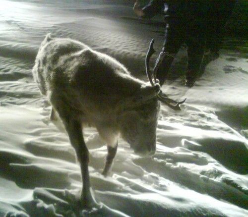 The frozen reindeer in Alaska (3 photos)
