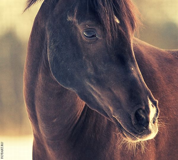 Great pictures of horses! (75 photos)
