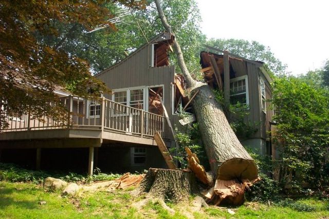 Big tree fell down on a house (3 photos)
