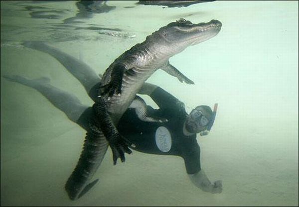 Extreme situations with alligator (7 photos)