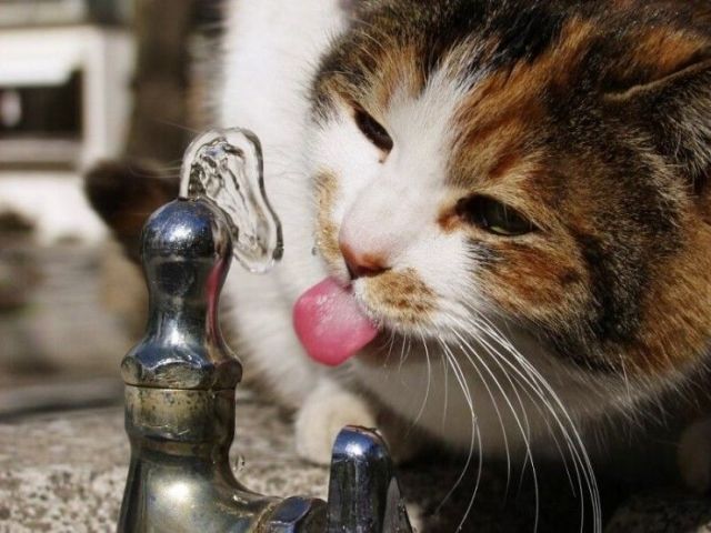 I need something to drink right now )) (16 photos)