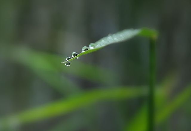 Water drops (15 photos)
