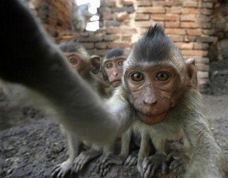Special party for monkeys in Thailand (13 photos)